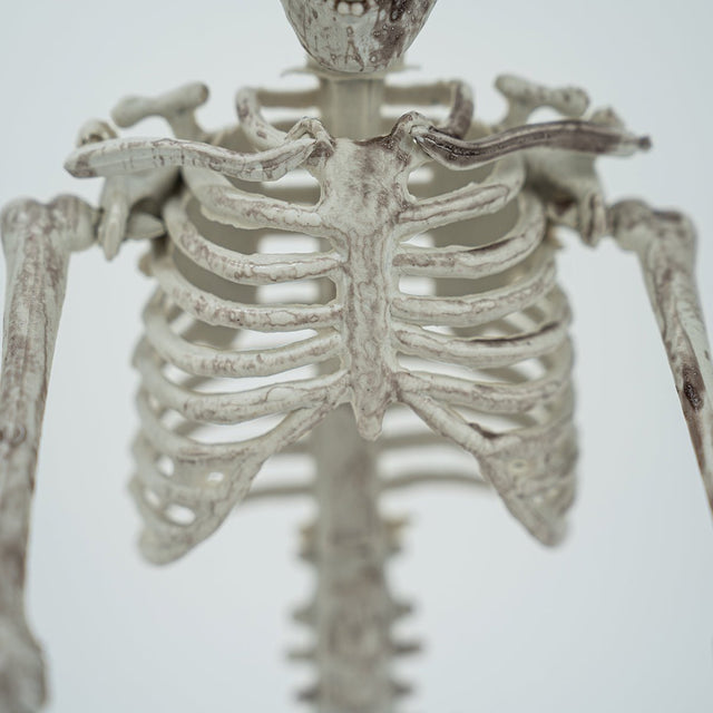 Hanging Skeleton Decorations - PopFun