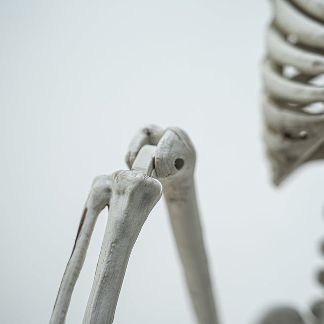 Posable Hanging Skeleton - PopFun