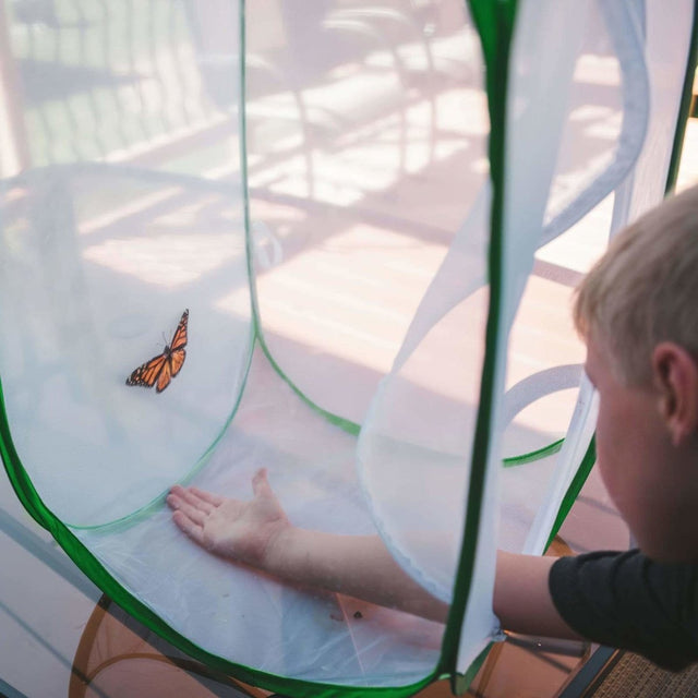 Rectangular Butterfly Habitat Hamper - PopFun