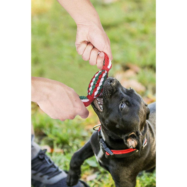 Chew Toy Set for Pets | PopFun